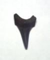 Parotodus benedeni shark tooth